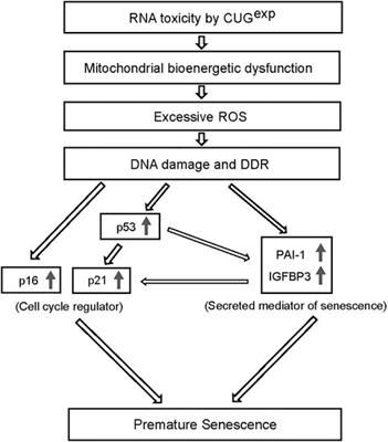 Expanded CUG Repeat RNA Induces Premature Senescence in Myotonic Dystrophy Model Cells